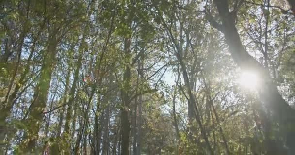 风刮得树生锈 运动的人们 健行的人们 在一个阳光明媚的日子 在山间小径上漫步 — 图库视频影像