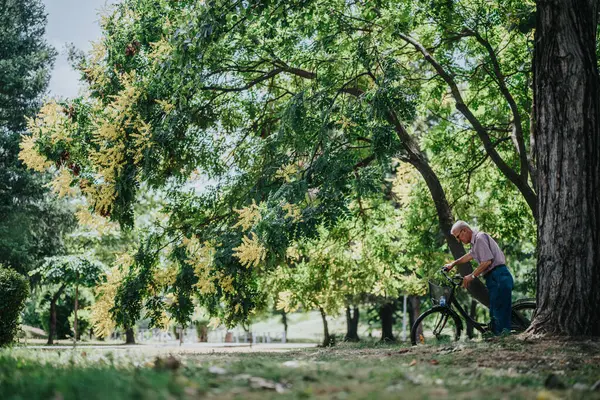 stock image Elderly man enjoying a serene moment with his bicycle in a vibrant, green park. Sunlight filters through the leaves, creating a tranquil and picturesque outdoor scene.