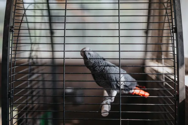 stock image An African grey parrot sits inside a spacious birdcage. The sunlight streams in, highlighting its feathers. This setting evokes feelings of curiosity and intelligence in a domestic environment.