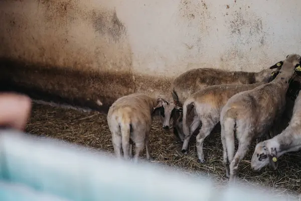 stock image A group of sheep huddling in a barn, showcasing the rustic environment and cozy farm life. Perfect for concepts of agriculture, farming, and livestock management.