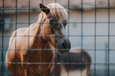 A close-up shot of a brown pony behind a wire fence, showcasing its gentle eyes and expressive features in a sunlit setting. clipart