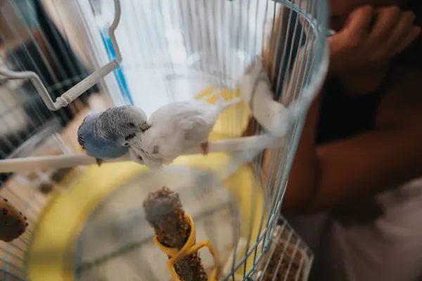 stock image A blue and a white budgie interact playfully on a perch inside a cozy home birdcage, with a person observing nearby.