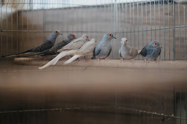 stock image A group of small birds with red eyes sitting on a perch inside a cage. The birds exhibit natural social behavior in a controlled environment. Perfect for themes related to wildlife and captivity.