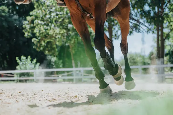 stock image Dynamic close-up shot of a horses legs galloping on a sandy riding track with trees in the background