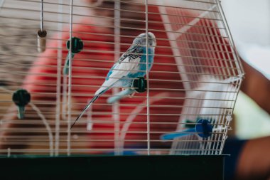 A blue and white parakeet is seen resting inside a birdcage. The background features vibrant colors, enhancing the lively and cheerful environment. clipart