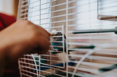 A person feeding a parakeet through the bars of a birdcage, highlighting interaction and care for pet birds. clipart