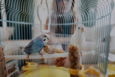 Blue and white budgies perched in a cage on a natural perch, surrounded by bird food, illustrating parrot companionship in a cozy home setting. clipart