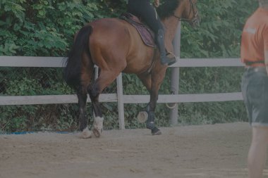 A horse and rider are engaged in training within a fenced outdoor arena surrounded by lush greenery, embodying the discipline and essence of equestrian sports. clipart