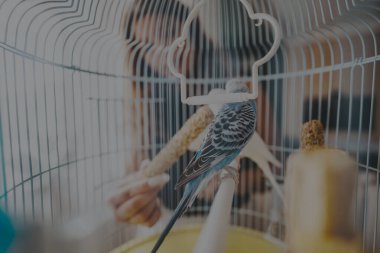 A blue budgie sits in a birdcage as it is fed a millet stick by a hand, showing human-animal interaction in a warm indoor environment. clipart