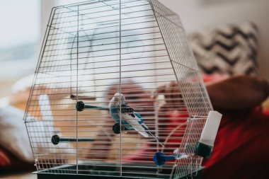 A vibrant parakeet perches inside a white birdcage in a warm and inviting living room, with natural sunlight softly illuminating the scene. clipart