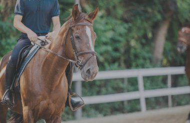 A person riding a brown horse in a leafy outdoor setting, showcasing equestrian sport and leisure. The scene captures the connection between horse and rider amidst a green background. clipart