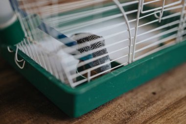 A detailed view of a small bird relaxing inside its cage, highlighting domestic pet care and natural surroundings. clipart