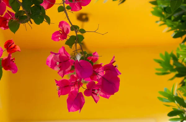 Gałąź Pięknymi Czerwonymi Kwiatami Żółtym Tle — Zdjęcie stockowe