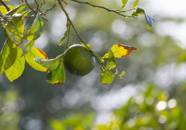 Olgunlaşmamış yeşil bir portakal yeşil yaprakların arasında bir ağaçta.