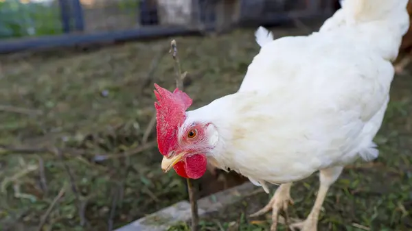 A white chicken with a red comb in the coop.