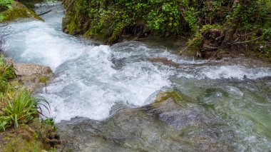 Ağaçların arasında, ormanda hızlı akıntısı olan bir nehir..