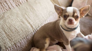 Küçük chihuahua köpekleri birbirleriyle oynuyorlar..