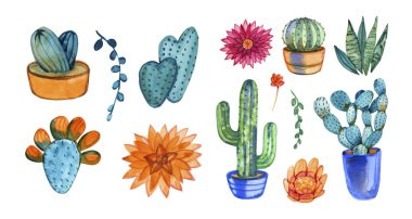 Kaktüsler ve etli bitkiler beyaz arka plan üzerinde izole suluboya kümesi. Projeler, tebrik kartları ve davetiyeler için çiçek şekil