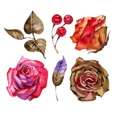 Beyaz arka planda izole edilmiş çikolatalı suluboya çiçek aranjmanı.