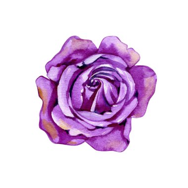 Güzel vintage gül beyaz arka plan üzerinde izole. Tebrik kartları ve davetiyeler, düğün, doğum günü, Sevgililer günü, anneler günü ve diğer mevsimlik tatil için.