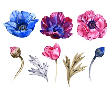 Handpainted suluboya çiçek vintage tarzı ayarlayın. Onun mükemmel tebrik kartları, düğün davetiye, doğum günü ve anneler günü kartları için. Suluboya botanik illüstrasyon izole