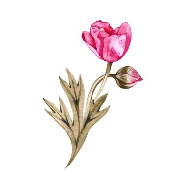 Beyaz yalıtılmış arka planda zarif çiçekler. Suluboya çizimi, pembe şakayık buketi