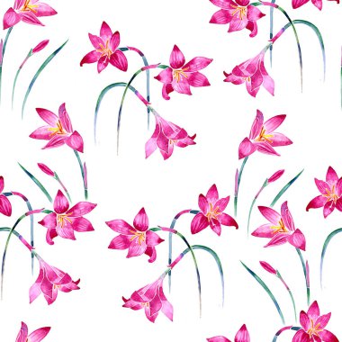 Suluboya Zephyranthes kusursuz desen. Çiçekli dijital kağıt.