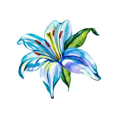 Beyaz arka planda el yapımı suluboya çizimi zambak çiçeği. Kumaş, duvar kâğıtları, hediye ambalajı, hatıra defteri için renkli bir arka plan. Çocuklar için tasarım