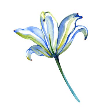 Beyaz arka planda el yapımı suluboya çizimi zambak çiçeği. Kumaş, duvar kâğıtları, hediye ambalajı, hatıra defteri için renkli bir arka plan. Çocuklar için tasarım