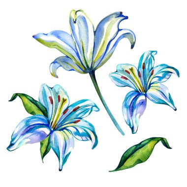 Suluboya zambak çiçeği. Beyaz arka planda izole edilmiş çiçek elementleri. El boyaması botanik illüstrasyon