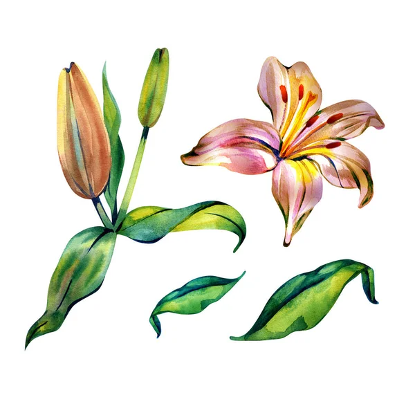 Blush Lily. Watercolor, flowers, design, painting, stylized, vintage, combination of delicate flowers, decoration, gift nature decoration leaves style petals plant concept  illustration