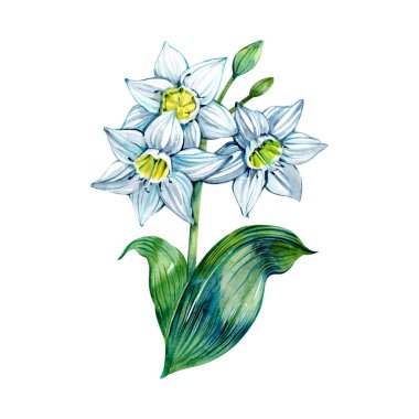 Suluboya Eucharis çiçeği, botanik illüstrasyon, Amazon zambağı, beyaz arka planda izole edilmiş kapalı alanda çiçek açan tropikal bitki. Narcissus çiçeği, sarı beyaz yeşil renkli çizim. Bahar için element