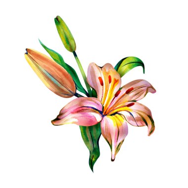 Pembe ve turuncu çiçekli narin bir buket zambak ve beyaz arka planda şakayık suluboya. Düğün davetiyeleri, dekorasyon ve tasarım için elle boyanmış..