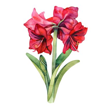 Kırmızı hippeastrum çiçekleri beyaz arka planda izole edilmiş. Suluboya el çizimi Amarillis bitki çizimi. Tasarım sanatı