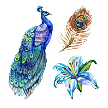 Çiçekler ve tüylerle suluboya Vintage Peacock Bahar Seti, Beyaz arka planda izole edilmiş Doğal suluboya koleksiyonu unsurları.