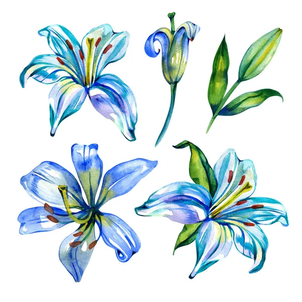 Set HAND DRAWN flower. Royal peony shaped white blue lilies, branches with flowers and leaves, buds. Flowers on a white background