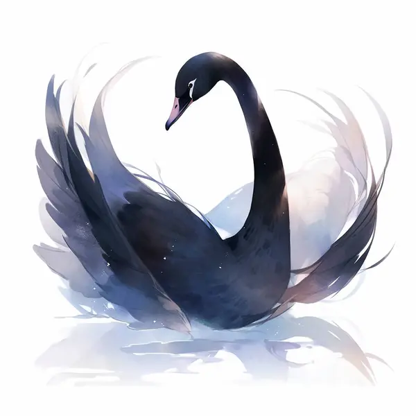 Black Swan watercolor illustration on white background. Hand drawn illustration.