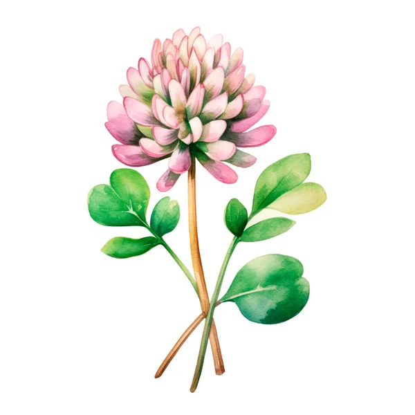Clover flower. Painted watercolor set of wild flowers on white background. Elements for design Valentines Day, Mothers Day, Wedding, Birthday.