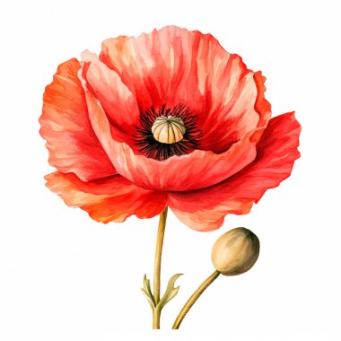 Beyaz Haşhaş Çiçekleri 'nin suluboya çizimi. Papaver Rhoeas 'ın Vintage Style' daki botanik çizimi. Yaz Poppy Sanat Çalışması. Çiçek Düğün Dekorasyonu.