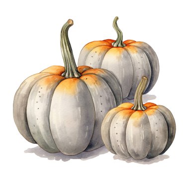 Suluboya çiçekli balkabağı bileşimi. El boyası pastel beyaz balkabağı, yanmış turuncu, beyaz çiçekler ve kuru yapraklar, beyaz arka planda izole. Şükran Günü kartı.