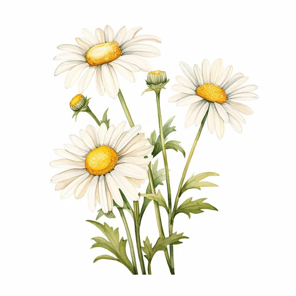 Aquarelle Marguerite Illustration Florale Peinte Main Fleurs Blanches Isolées Sur — Photo