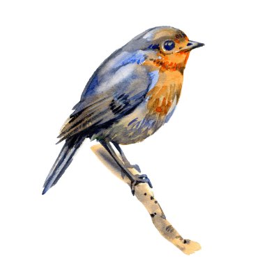 Ağaç dalındaki Robin Bird. Suluboya gerçekçi illüstrasyon. El çizimi küçük bir bahçe kuşuna yakın. Güzel öten kuş tek görüntü. Minik Robin gerçekçi imajı. Beyaz arkaplan