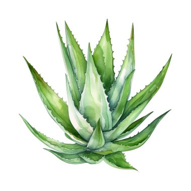 Aloe Vera Suluboya çizimi. El yapımı sualtı element tasarımı. Sanatsal deniz tasarım elementi. Tebrik kartları, baskı ve diğer tasarım projeleri için illüstrasyon