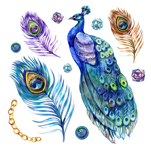 Watercolor peacock bird and feather set, illustration isolated bird peacock, peacock sitting back
