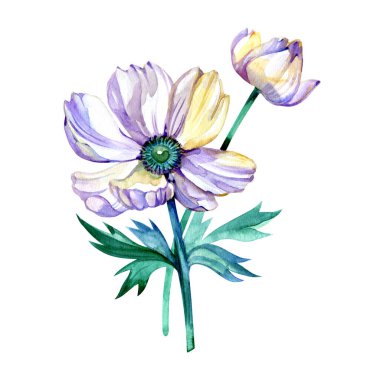 Suluboya beyaz ve menekşe şakayığı. Beyaz arka planda izole edilmiş elle boyanmış çiçekler. Tasarım, baskı, kumaş veya arkaplan için doğal illüstrasyon.