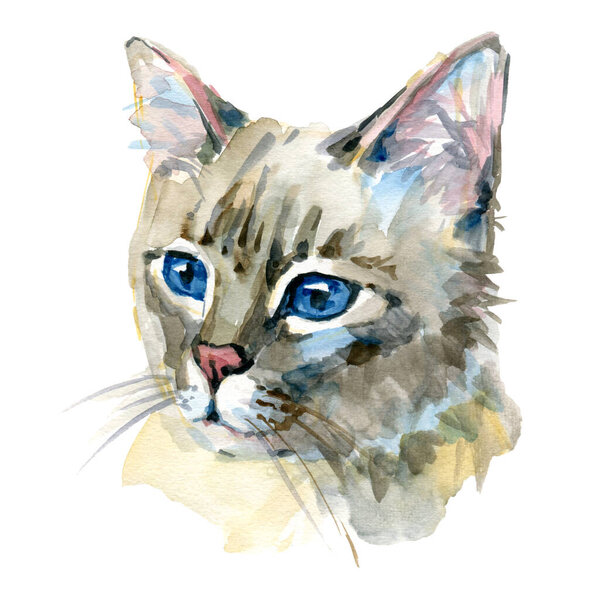 Burmilla cat portrait isolated on white. Watercolor art illustration of hand drawn kitty for web. Medium haired kitten have white coat and deep brown eyes, feline kitten cute home pet friend. Domestic