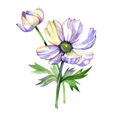 Beyaz Anemone El suluboya çiçekleri klasik tarzda boyadı. Tebrik kartları, düğün davetiyesi, doğum günü ve anneler günü kartları için mükemmel. Suluboya botanik çizimi izole edildi