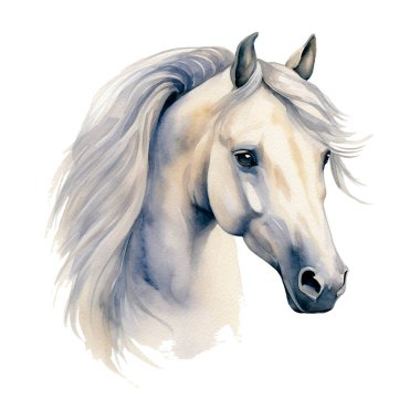 Gri Arap at kafası portresi, Profile Pictures. Beyaz at portresi