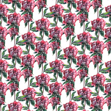 Beyaz Arkaplanda Pembe Şakayık ve Güller, Beyaz Arkaplanda Resimler.