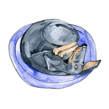 Kara Dachshund uyuyor. Suluboya çizimi. El çizimi.